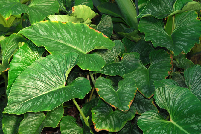 Pictured in Royal Botanic Gardens, Kew Image Copyright © 2012 by David Scherberich