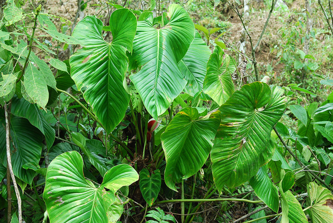 Croat 104453 pictured in Carchi, Ecuador Image Copyright © 2013 by David Scherberich