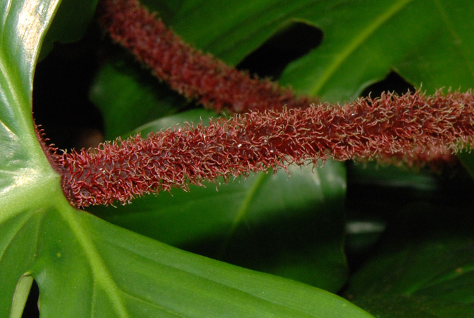 PB03-562 from French Guiana, pictured at the Jardin Botanique de Lyon (France) Image Copyright © 2014 by David Scherberich