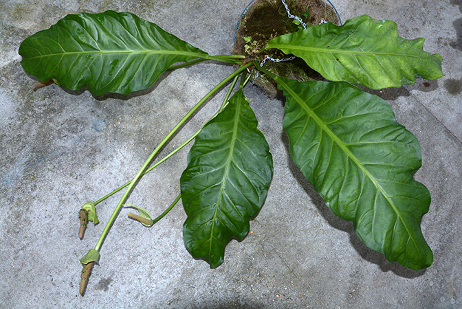 roat 42092 from Ahuachapán/El Salvador, pictured in Royal Botanic Gardens, Kew Image Copyright © 2015 by David Scherberich