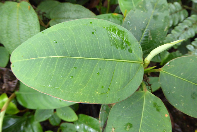 Pictured in La Planada Reserve, Narino, Colombia Image Copyright © 2018 by Bruce Dunstan