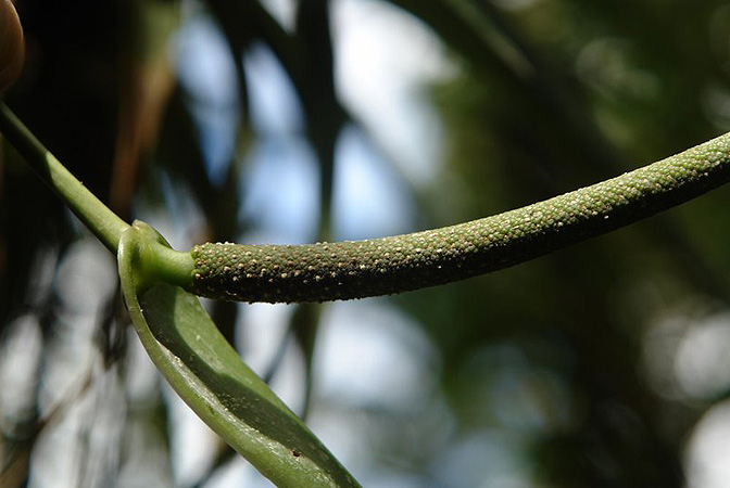 LN021, pictured in Ecuador Image Copyright © 2011 by Lars Nauheimer