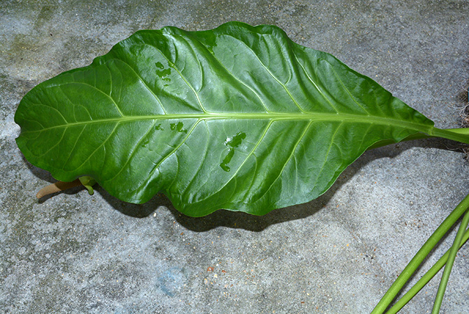 roat 42092 from Ahuachapán/El Salvador, pictured in Royal Botanic Gardens, Kew Image Copyright © 2015 by David Scherberich