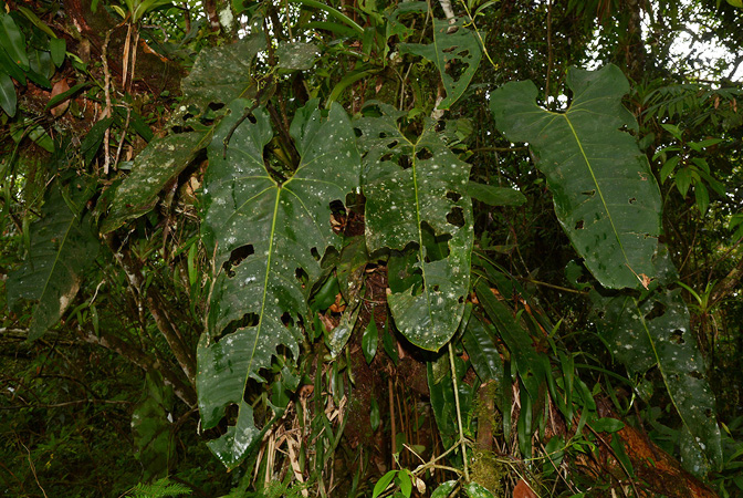 Croat 105523 pictured along Rio Piatua, Napo/Ecuador Image Copyright © 2015 by David Scherberich