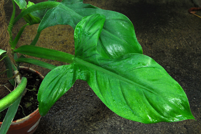 From Loreto, Peru. Pictured at the Jardin Botanique du Montet (Nancy, France) Image Copyright © 2014 by David Scherberich