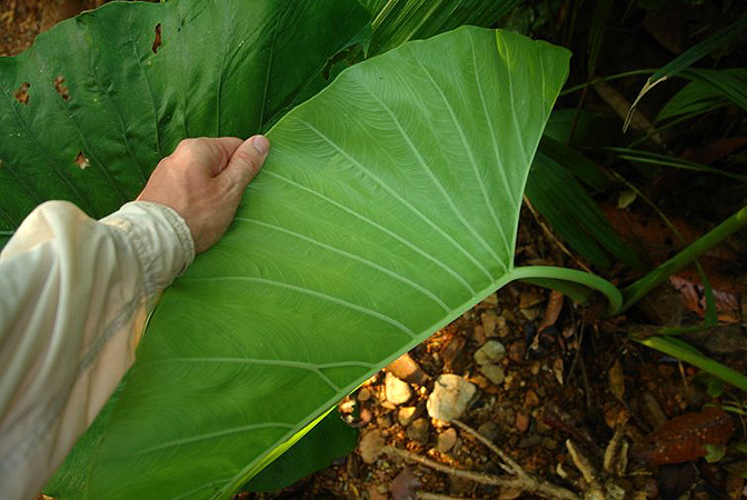 Pictured in Borneo: Sarawak Image Copyright © 2011 by Lars Nauheimer