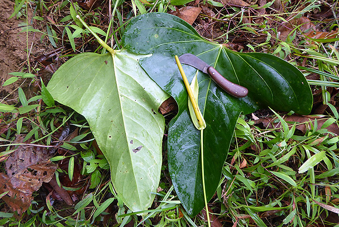 Pictured in Finca Guyacan, Costa Rica Image Copyright © 2016 by Bruce Dunstan