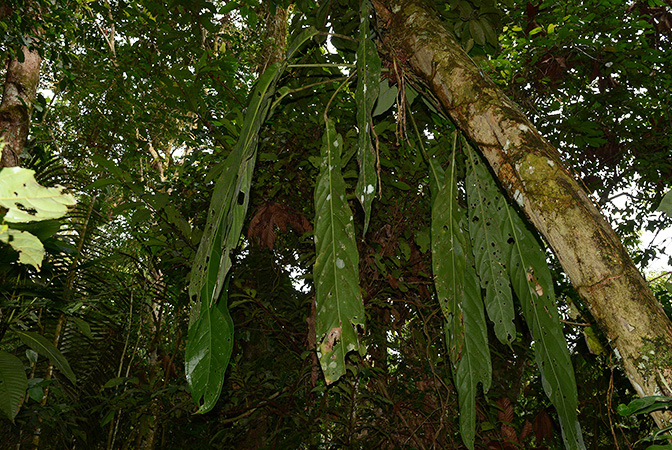 Pictured in Yasuni National Park (Orellana, Ecuador) Image Copyright © 2015 by David Scherberich