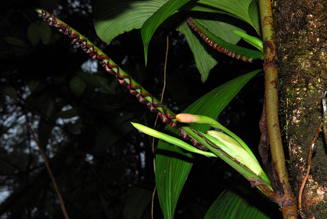 Pictured in Esmeraldas, Ecuador Image Copyright © 2013 by David Scherberich