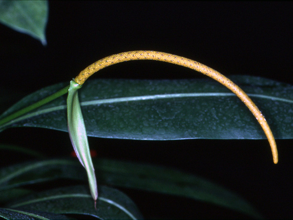 Pictured at the Jardin Botanique du Montet (Nancy, France) Image Copyright © 2007 by David Scherberich