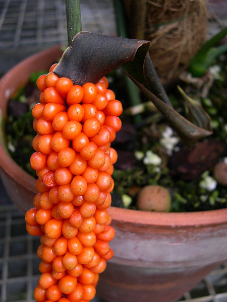 文件:Anthmuyunense 01.jpg