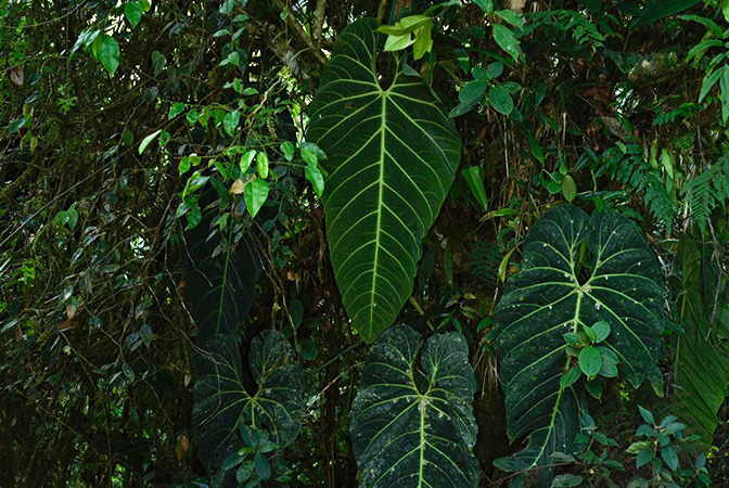 Pictured in Valle del Cauca, Colombia Image Copyright © 2020 by Fred Muller