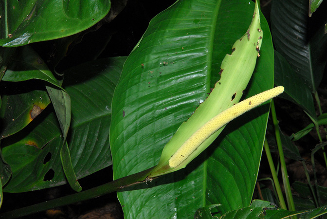 Pictured at the Jardín Botánico Uniamazonia (Florencia, Colombia) Image Copyright © 2013 by David Scherberich