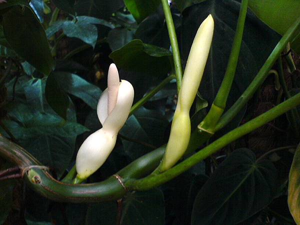 Pictured at the Jardin Botanique de Lyon (France) Image Copyright © 2007 by Fred Muller