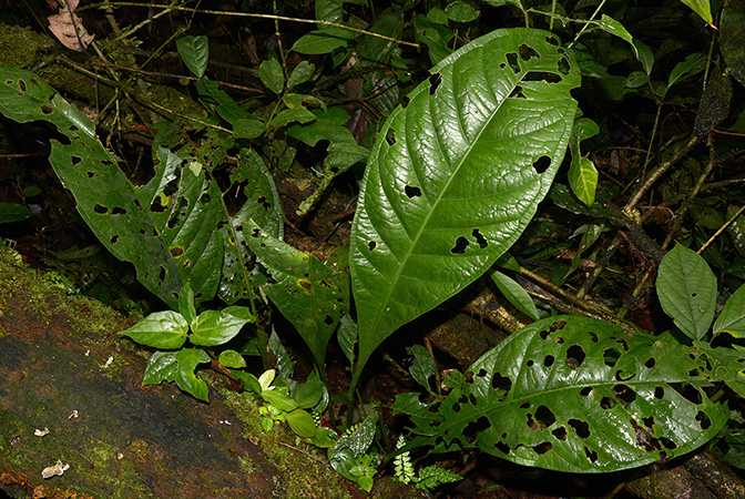 Croat 105917 pictured in Yasuni National Park (Orellana, Ecuador) Image Copyright © 2015 by David Scherberich