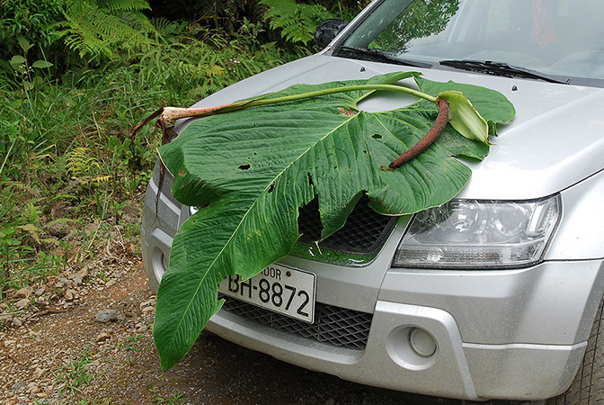 Croat 104615 pictured in Carchi, Ecuador Image Copyright © 2013 by David Scherberich