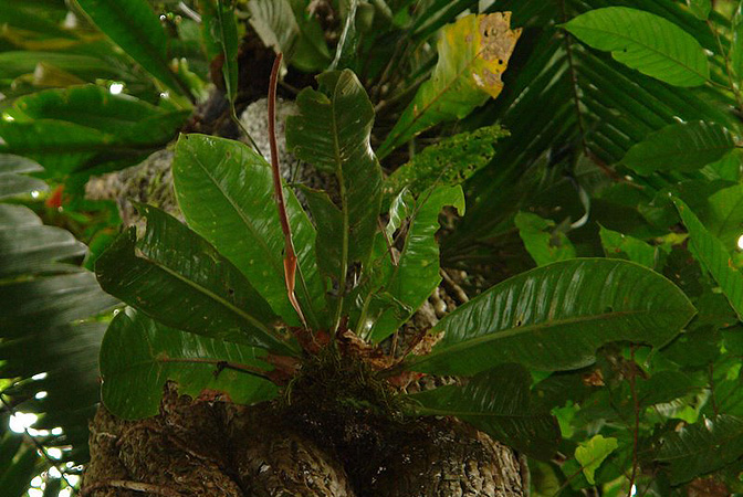 Pictured in Panama Image Copyright © 2011 by Lars Nauheimer