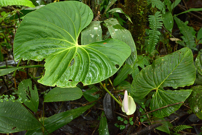 Pictured in Carchi, Ecuador Image Copyright © 2021 by David Scherberich