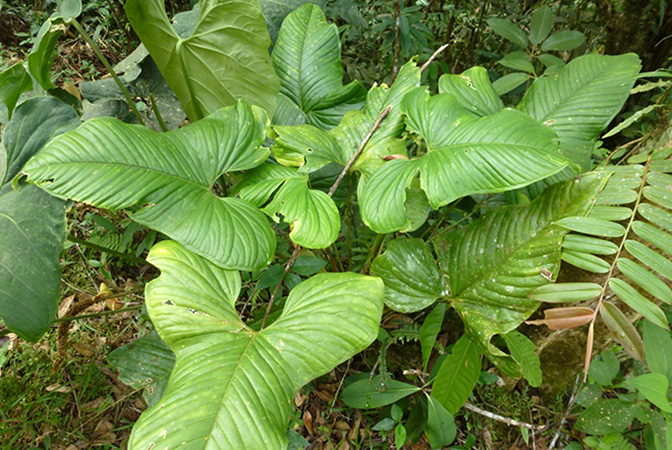 Pictured in Valle del Cauca, Colombia Image Copyright © 2015 by Bruce Dunstan
