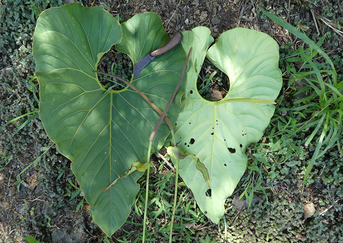 文件:AnthsalgarenseBD2019 01.jpg