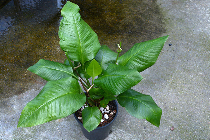 From Canar/Ecuador, pictured in Royal Botanic Gardens, Kew Image Copyright © 2015 by David Scherberich