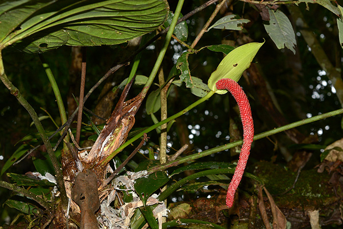 Croat 105833 pictured in Yasuni National Park (Orellana, Ecuador) Image Copyright © 2015 by David Scherberich
