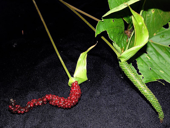 文件:AnthochranthumLN 02.jpg