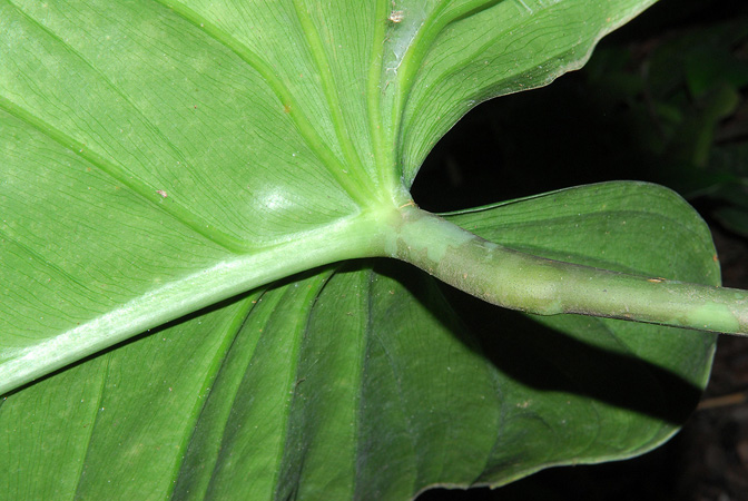Pictured at the Jardín Botánico San Jorge (Ibagué, Colombia) Image Copyright © 2013 by David Scherberich