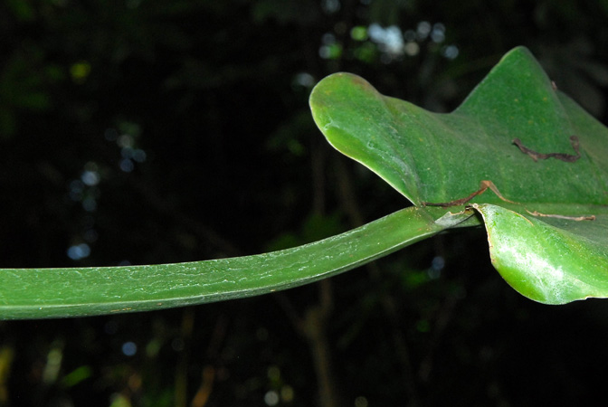 Pictured in the Botanischer Garten der Philipps-Universität Marburg (Germany) Image Copyright © 2011 by David Scherberich