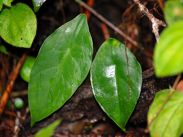 Pictured in Cameron Highlands, Peninsular Malaysia Image Copyright © 2008 by David Scherberich