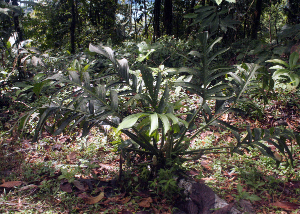 Pictured near Golfito, Costa Rica Image Copyright © 2007 by Frieda Billiet