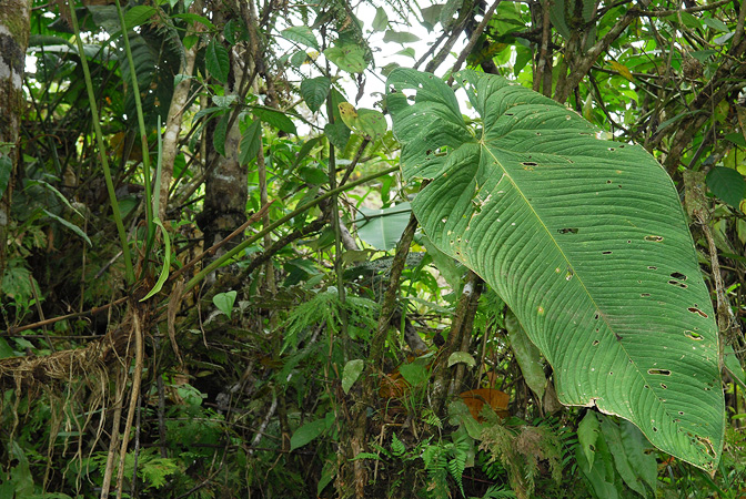 文件:AnthpulverulentumCroat104263 02.jpg