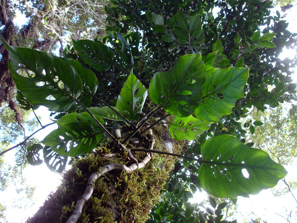 Pictured in Guatemala Image Copyright © 2007 by Fred Muller