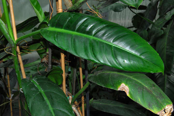 From Costa Rica, pictured at the Biodôme de Montréal (Canada) Image Copyright © 2013 by David Scherberich
