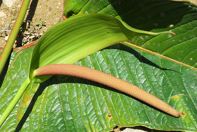 Croat 104549 pictured in Carchi, Ecuador Image Copyright © 2013 by David Scherberich