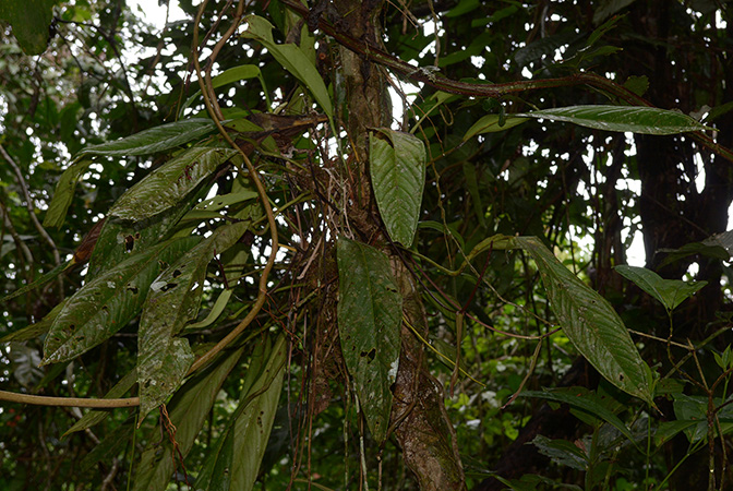 Croat 105739 pictured near Puerto Morona (Morona-Santiago, Ecuador) Image Copyright © 2015 by David Scherberich