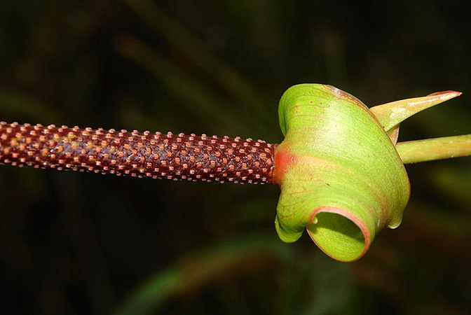 Pictured in Ecuador Image Copyright © 2011 by Lars Nauheimer