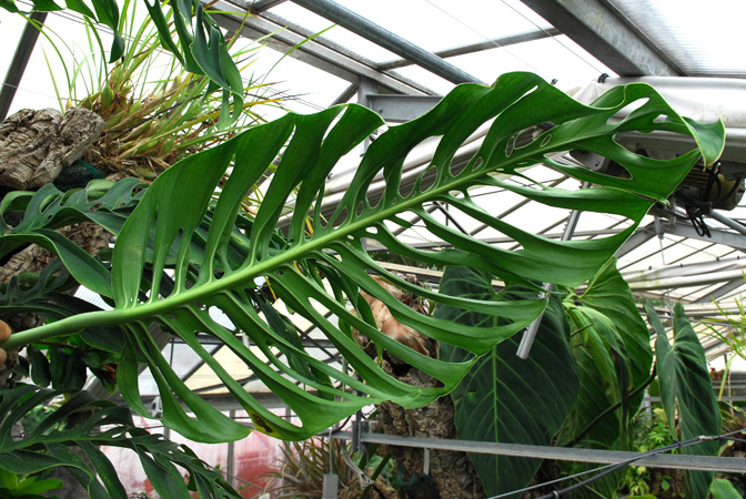 RMP 2117 from Chiriqui (Panama), pictured at the Jardin Botanique de Lyon (France) Image Copyright © 2014 by David Scherberich