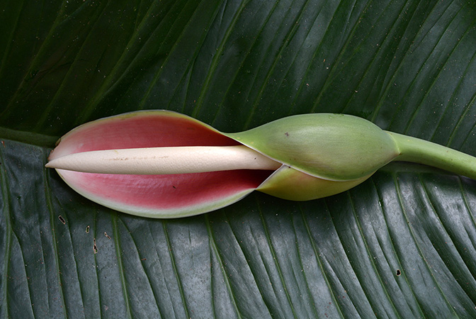Pictured in Yasuni National Park (Orellana, Ecuador) Image Copyright © 2015 by David Scherberich