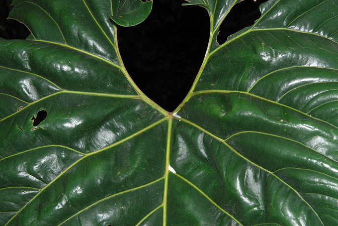 Pictured at the Jardín Botánico San Jorge (Ibagué, Colombia) Image Copyright © 2013 by David Scherberich