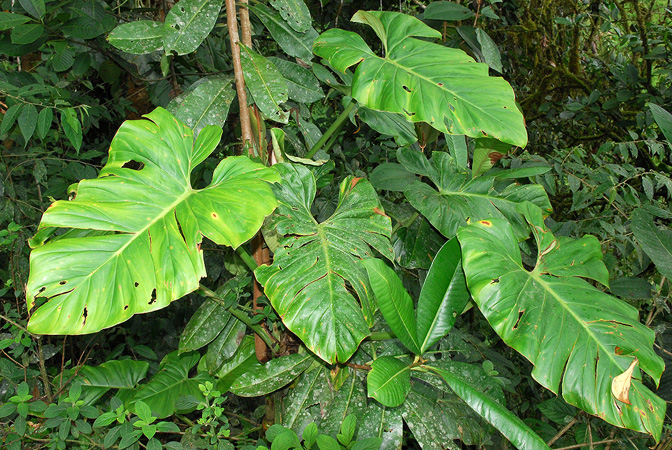 Croat 104212, pictured in Carchi, Ecuador Image Copyright © 2013 by David Scherberich