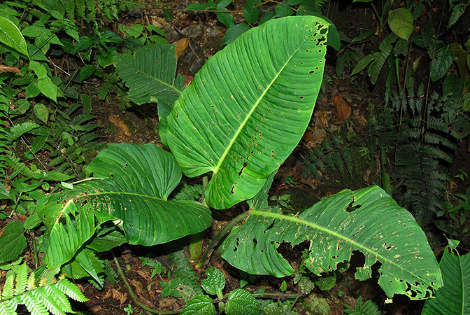 文件:PhilogibbonsianumCroat 01.jpg