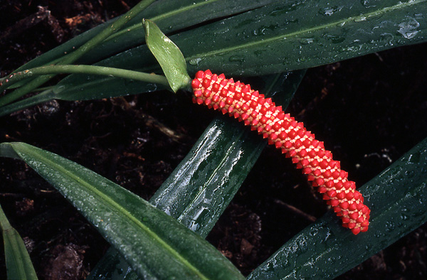 Pictured at the Jardin Botanique de Lyon (France) Image Copyright © 2004 by Frederic Muller