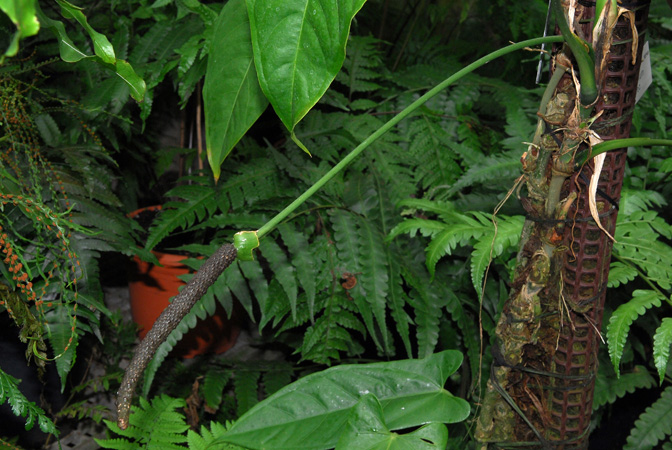 文件:Anthbreviscapum 03.jpg