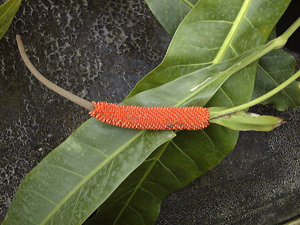 文件:Anthupalaense 01.jpg