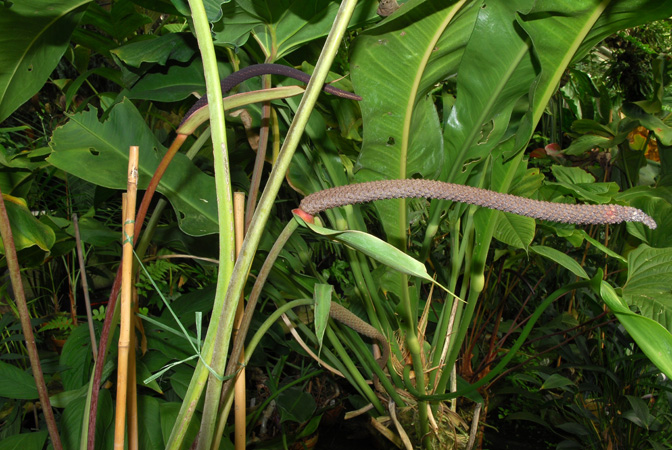 Pictured in the Botanischer Garten der Universitat Göttingen (Germany) Image Copyright © 2011 by David Scherberich