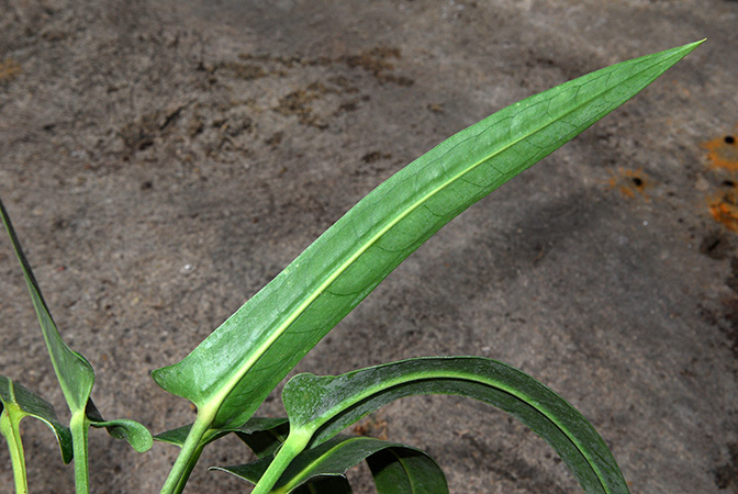 文件:AnthseleriSTUTZ 02.jpg