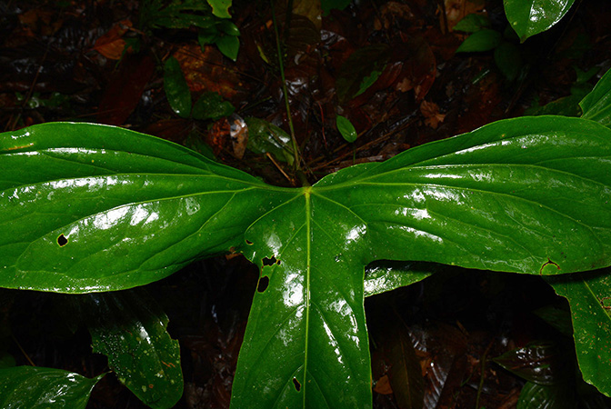 Croat 106094 pictured in Timburi Cocha Research Station (Orellana, Ecuador) Image Copyright © 2015 by David Scherberich