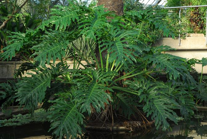 Pictured in Royal Botanic Gardens, Kew Image Copyright © 2012 by David Scherberich