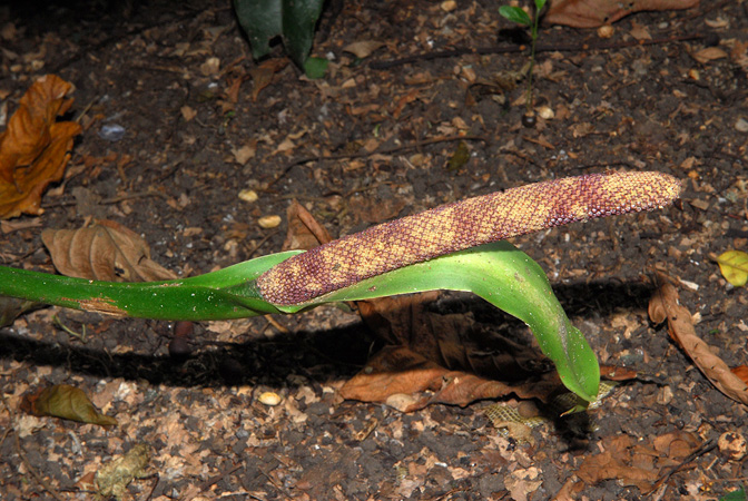 Pictured at the Jardín Botánico Uniamazonia (Florencia, Colombia) Image Copyright © 2013 by David Scherberich